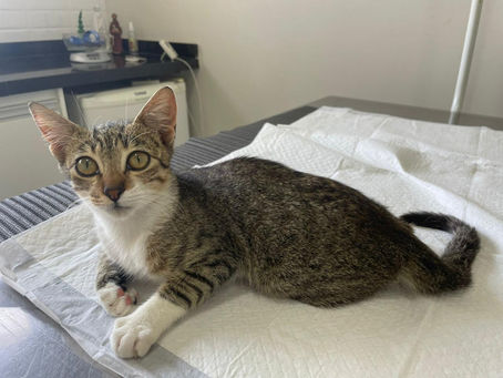 Quais vacinas são necessárias e qual o intervalo de aplicação em gatos adotados?