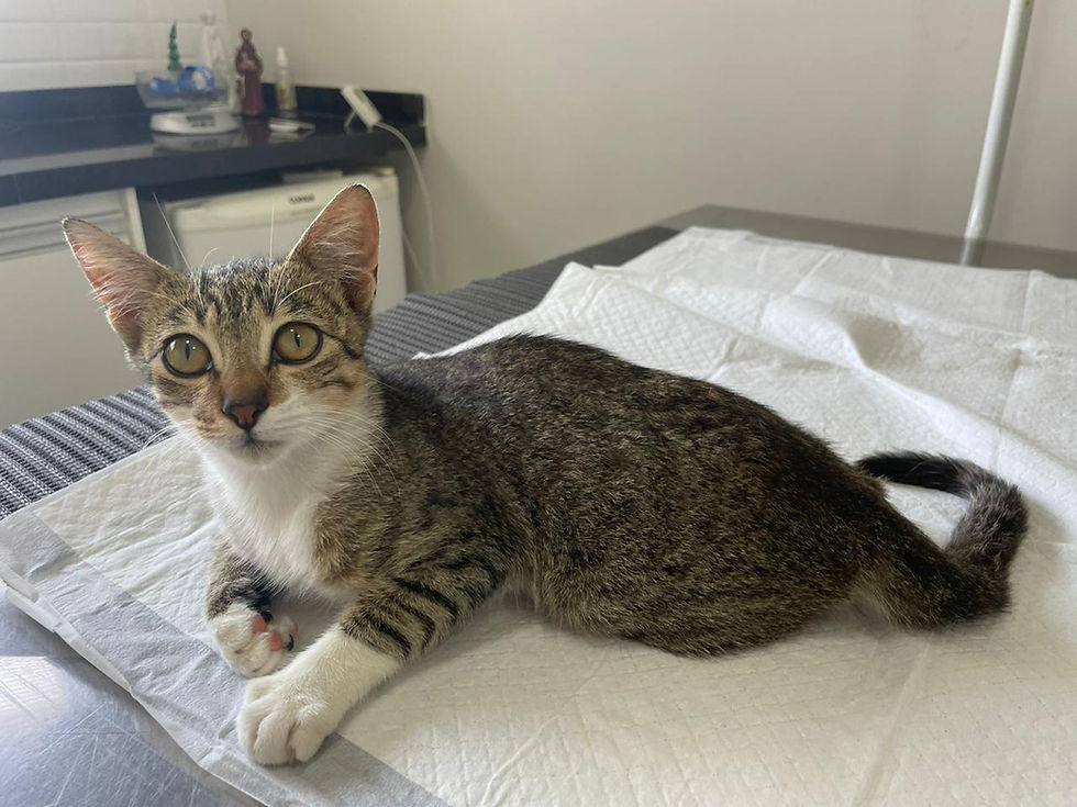 Quais vacinas são necessárias e qual o intervalo de aplicação em gatos adotados?