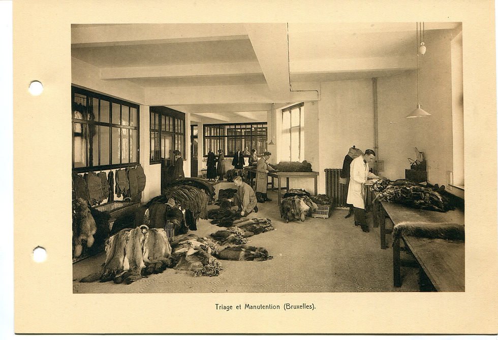 Sorting the animal furs in the workshop of former furrier Raymond Mallien at Grand Sablon 40, c. 1920, Brussels, Center for Documentation, urban.brussels. inv. nr. 20030729.