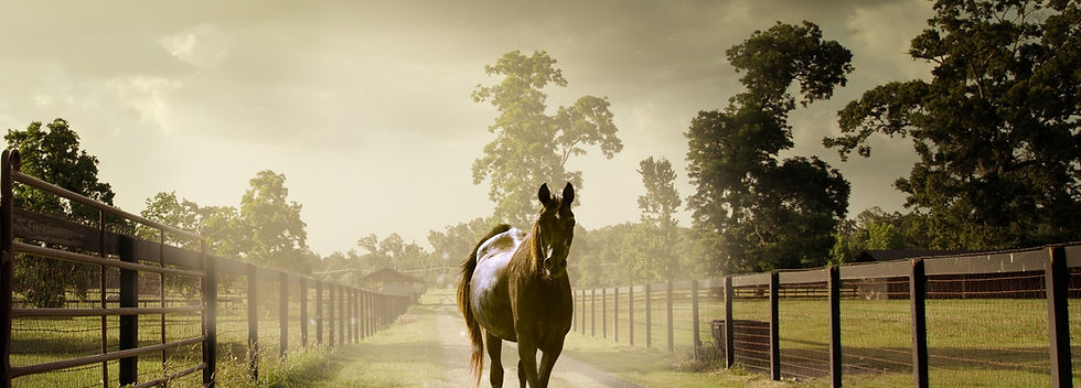 HORSE FARM BALLITO