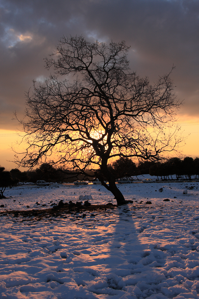 Winterlicher Sonnenuntergangsbaum