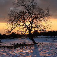 Albero al tramonto invernale