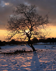 Snowy Sunset