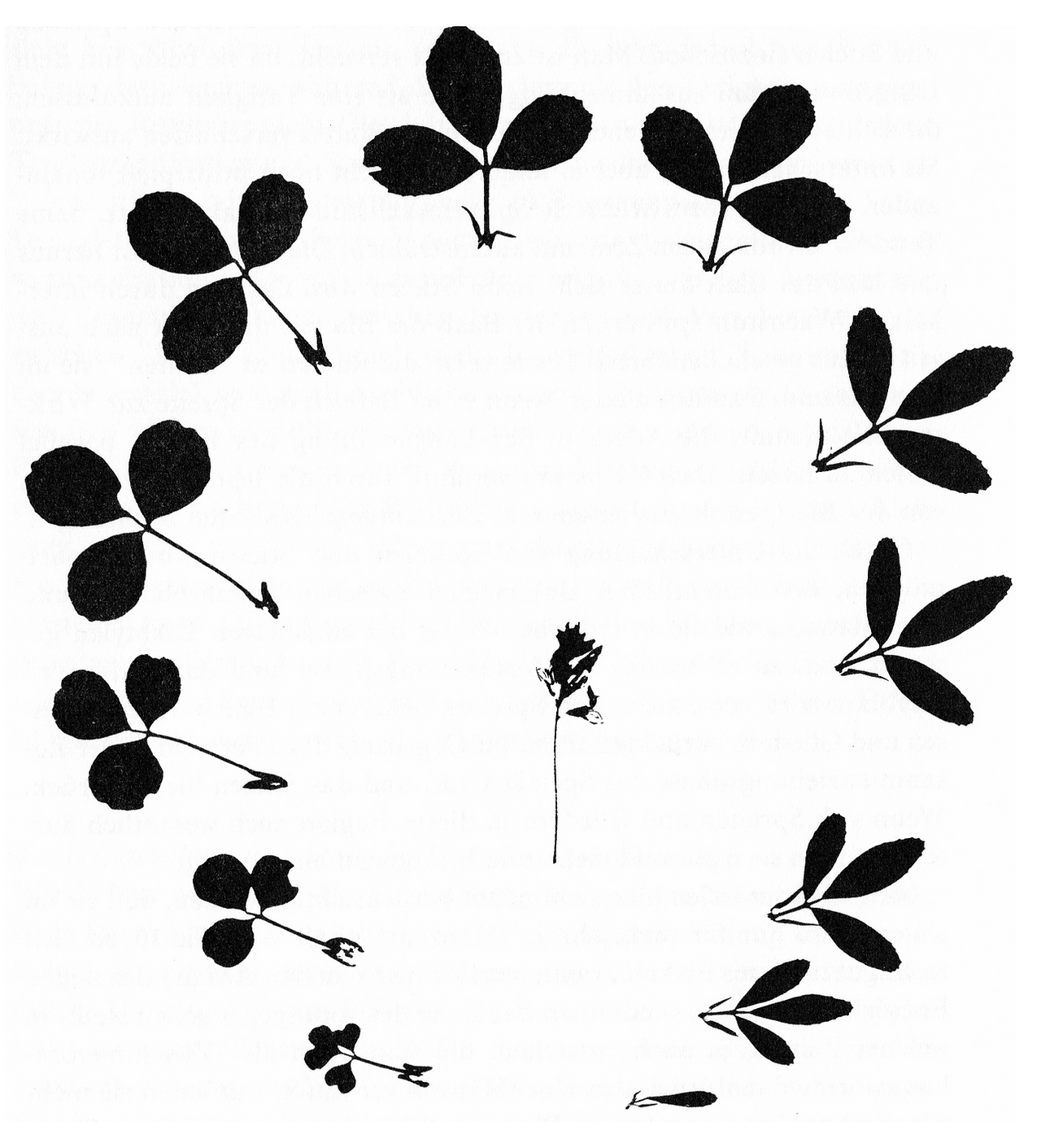 Medicago sativa [2]