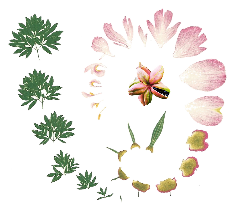 Paeonia officinalis [4]