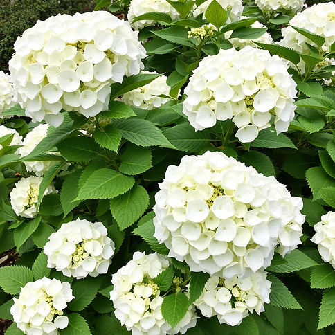 white hydrangea bush.jpg