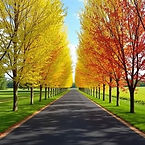 a beautiful long driveway lined with acer trees .jpg