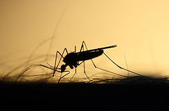 mosquito-feeding-silhouette-skeeter-para