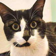 Lost and Found at Sea: Luigi the Cat's Ferry-Tale Reunion
