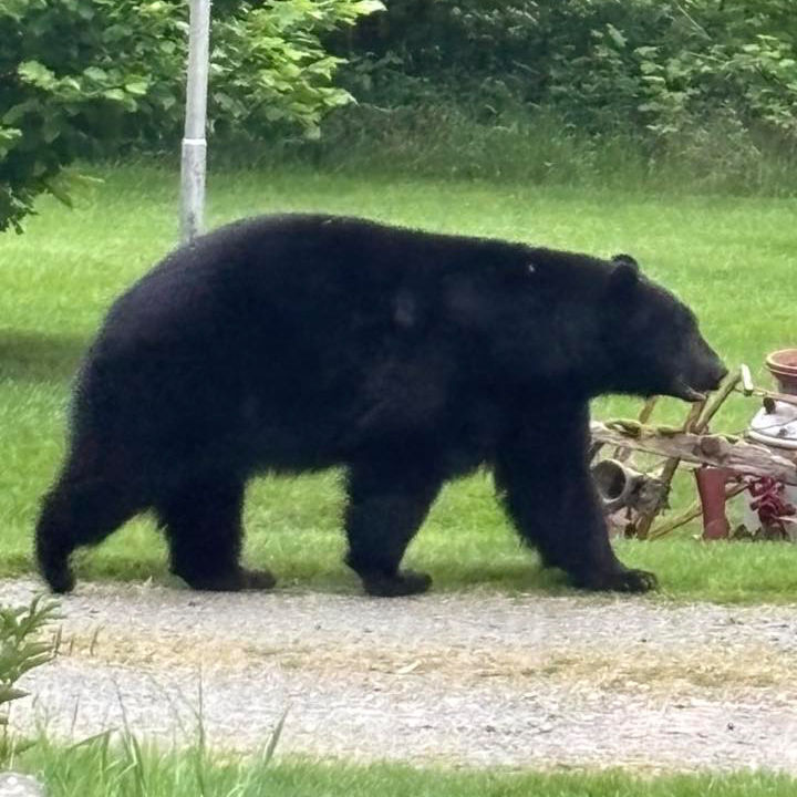 Multiple Bear Sightings in Harewood Area