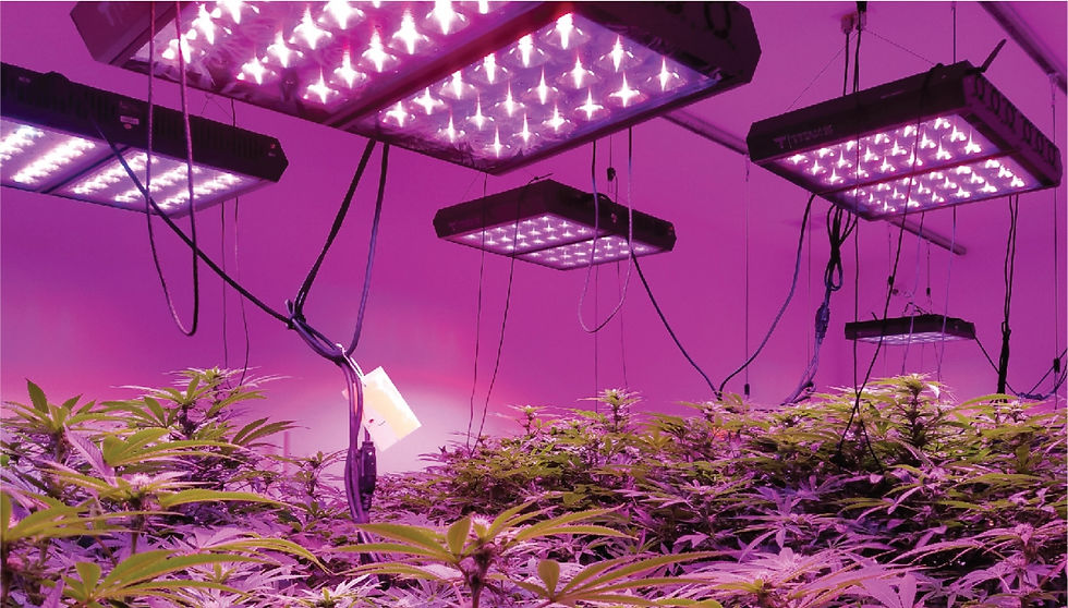 LED Light Growing Seminar