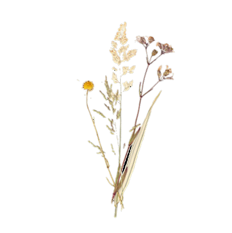 pressed flower `.png