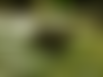 เต่าปูลู สัญลักษณ์แห่งการป้องกันไฟป่า 