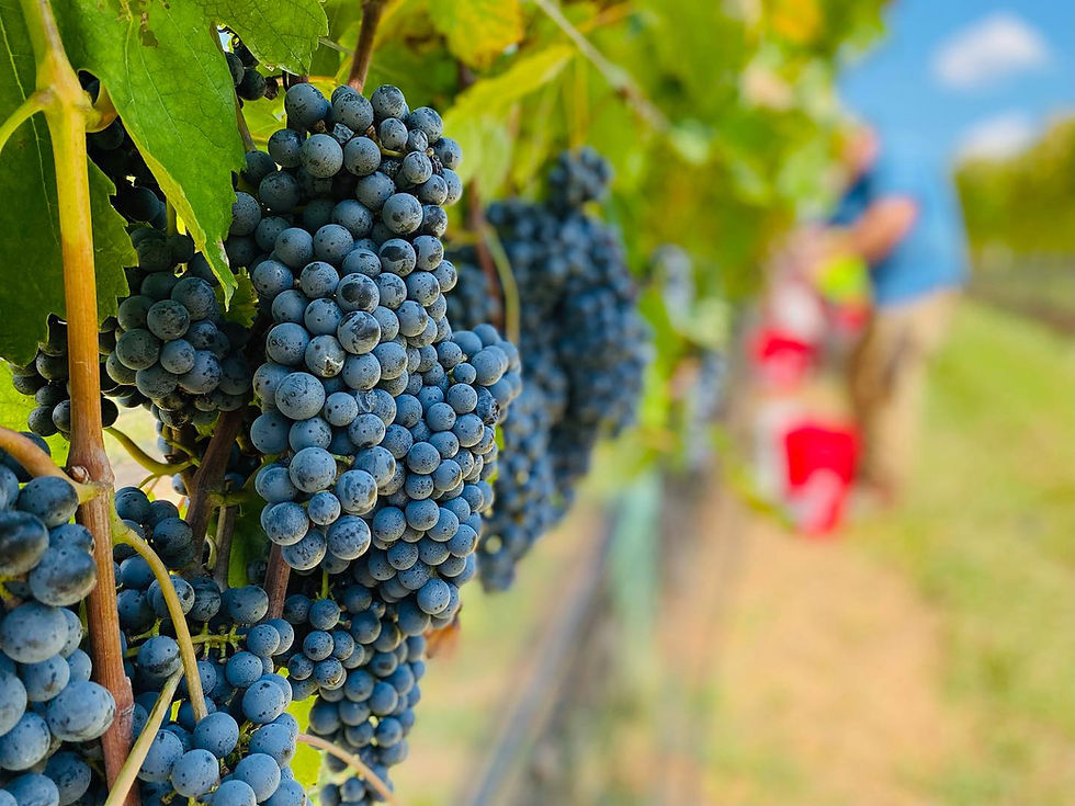 Raise a Glass to the Outdoors in Lexington, NC