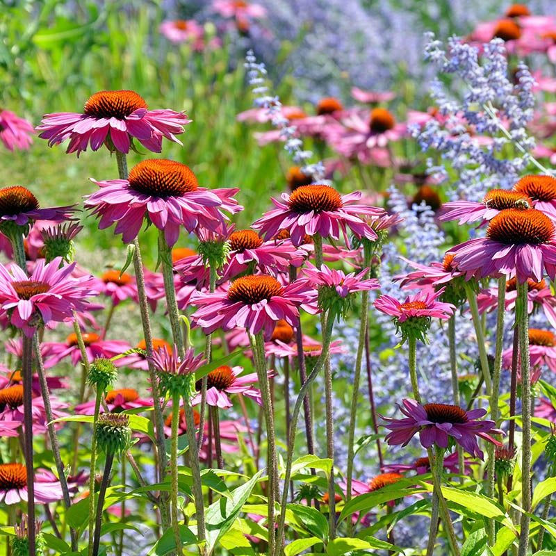 Native Plant Giveaway- Dundalk Parks Passport
