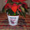 Thumbnail: Red Poinsettia in sleigh container.