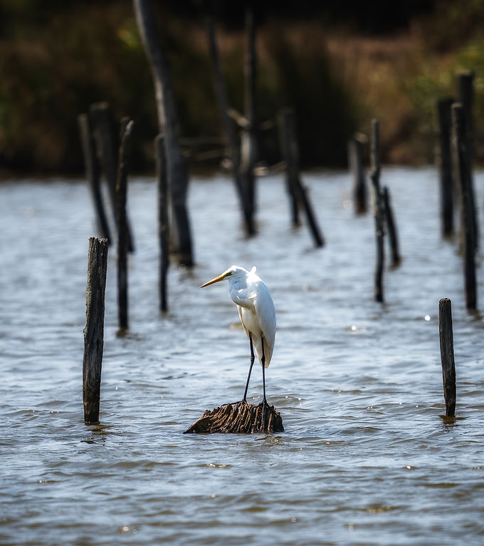Grote zilverreiger 2.jpg