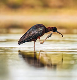 Zwarte Ibis.jpg
