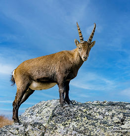 Alpijnse Steenbok