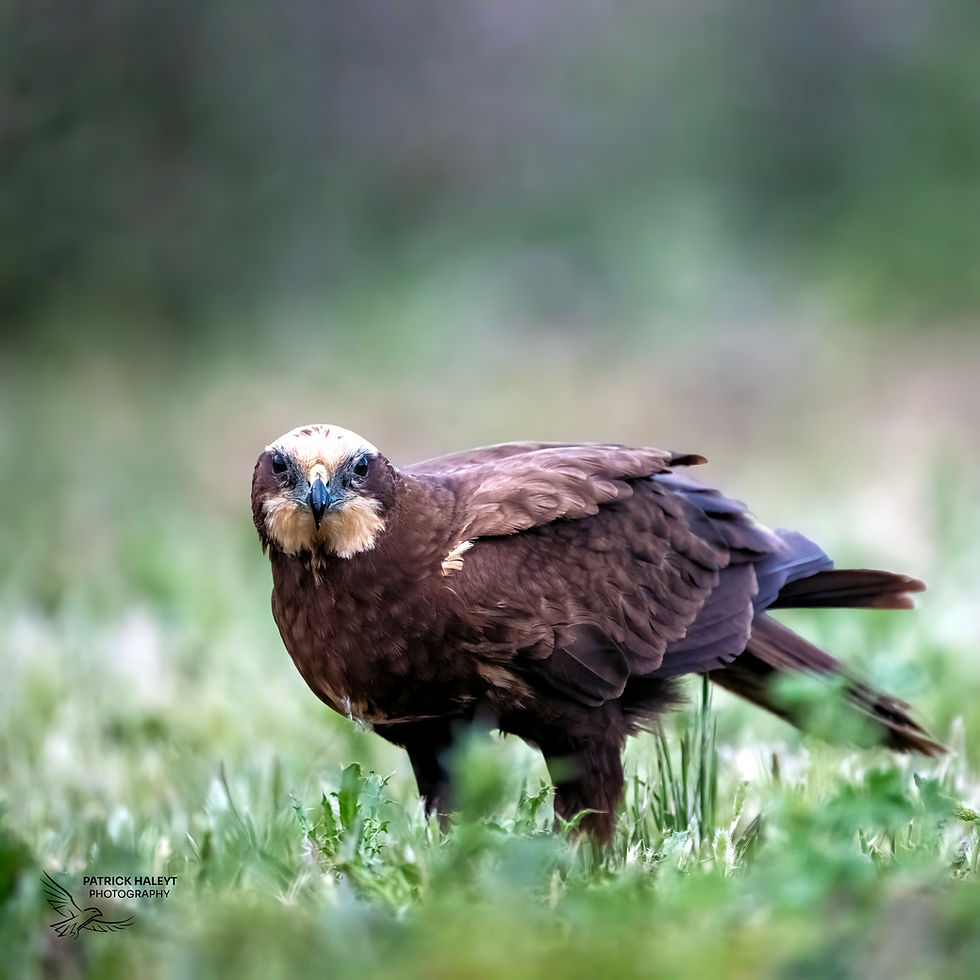 The Marsh Harrier looking curious