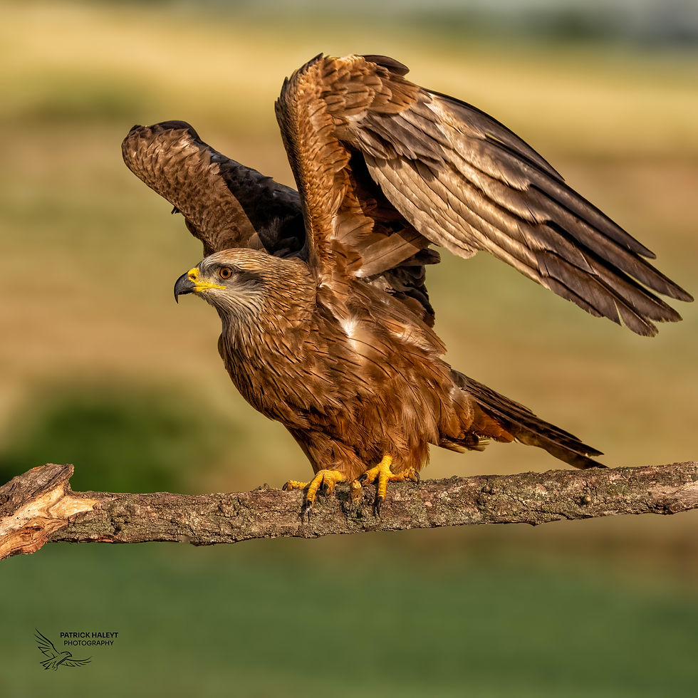 The Black Kite ready for take-off