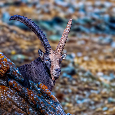 Gran Paradiso Steenbok 6.jpg