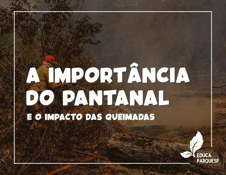 A importância do Pantanal e o impacto das queimadas