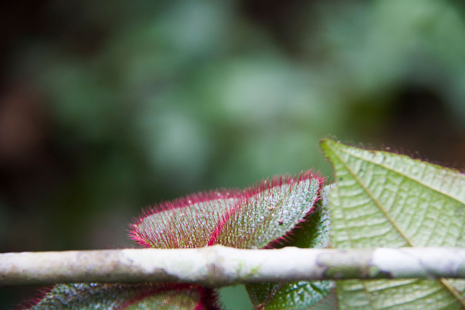 Detalhes da Amazônia