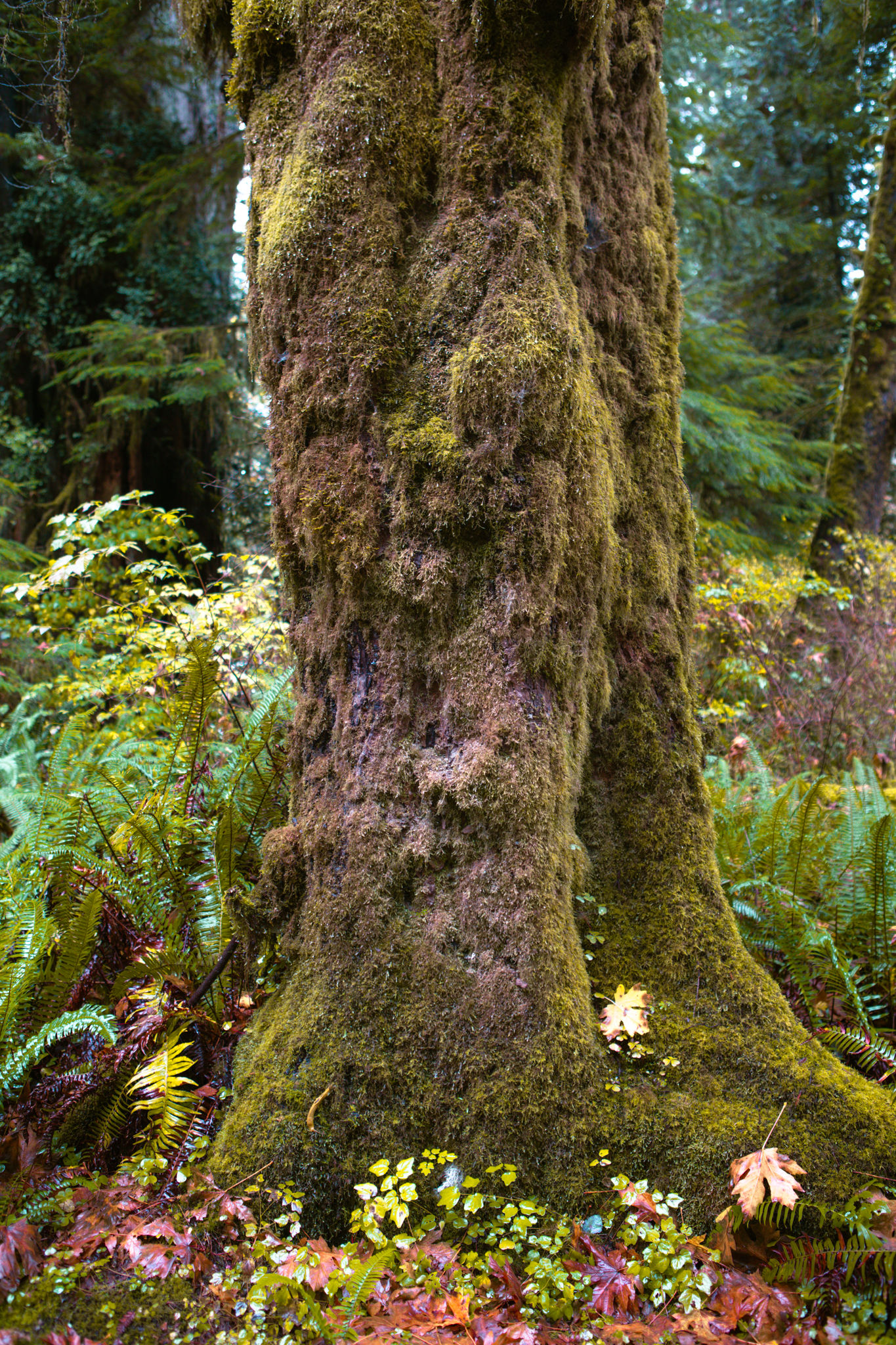 Simbiose (Fine Art 60x90cm)