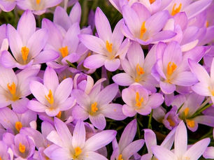 A Promise of Spring