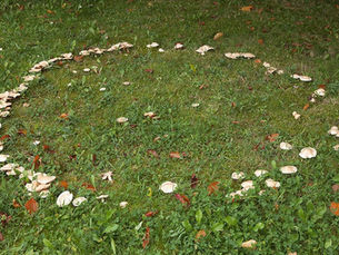 Beware the Fairy Ring: Portals to the Otherworld or Dangerous Traps?