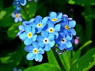 Forget-Me-Not Behind the Wall