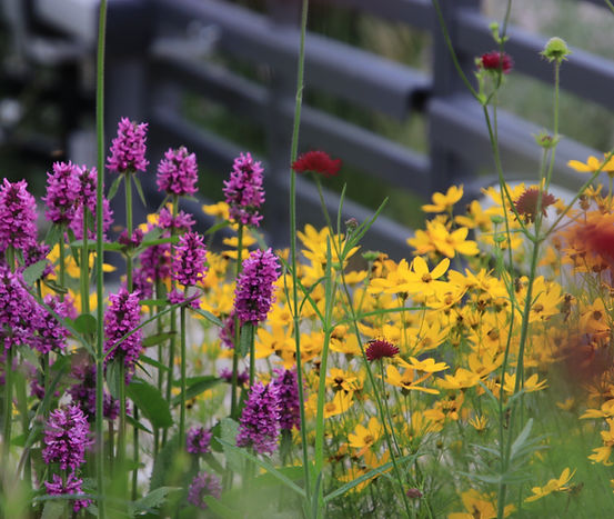Staudenpflanzung, Stachys, Coreopsis