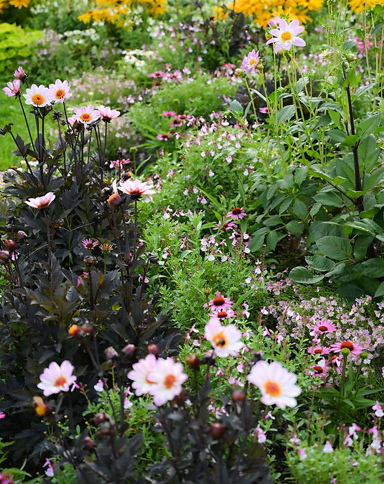 Dahlien und Sommerblumen