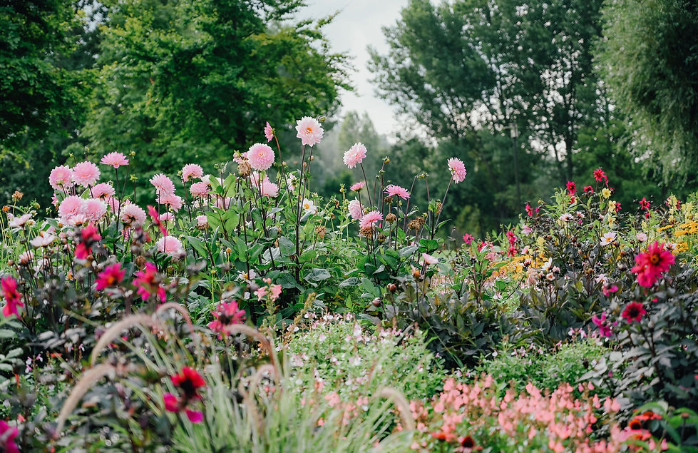 Dahlien und Sommerblumen