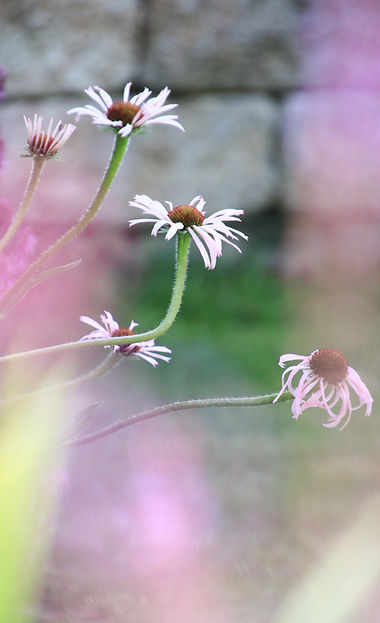 Echinacea Hula Dancer