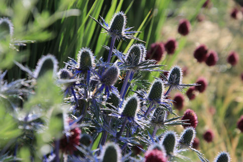 Eryngium 'Big Blue' mit Gräsern und Allium spaerocephalon