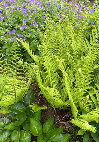 Schattenbeet Farne, Hosta, Geranium