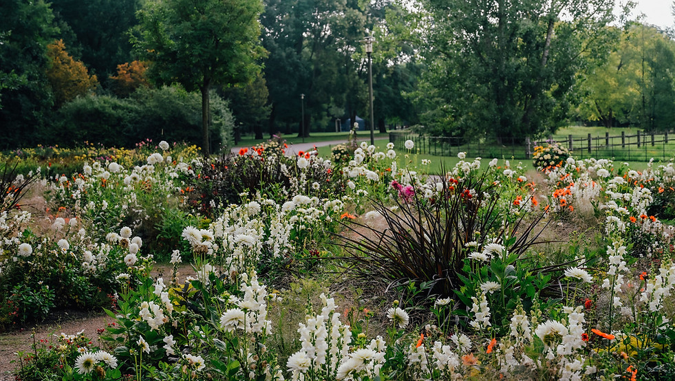 Dahliengarten mit Gräsern und Sommerblumen