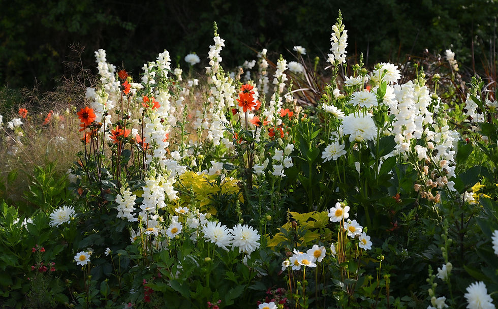 Dahliengarten mit Dahlien und Sommerblumen