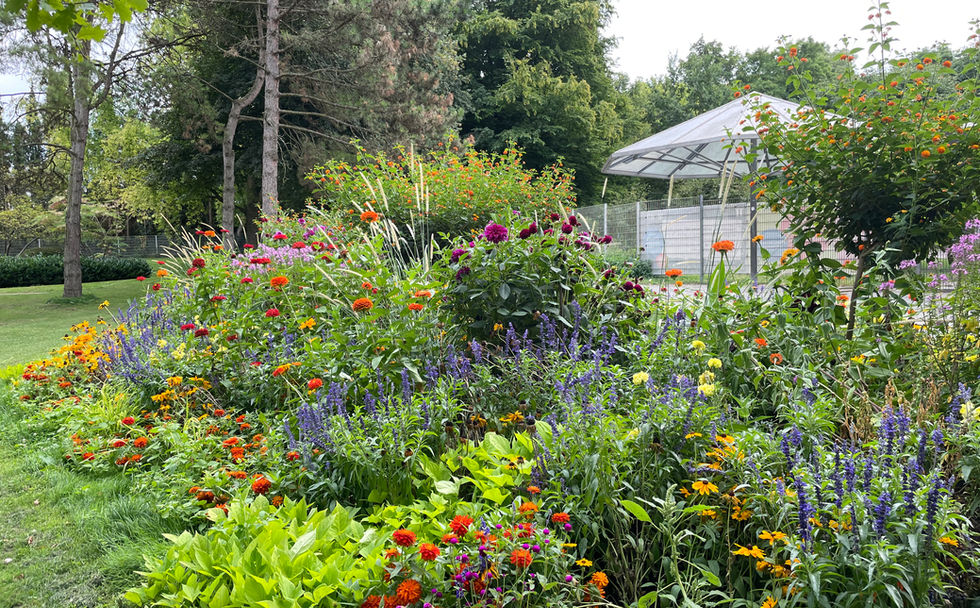 Sommerflor in Heilbronn, Alocasia, Zinnien, Dahlien und Gräser