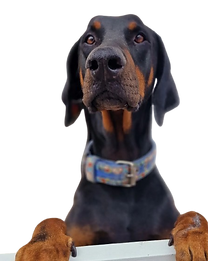 image-removebg-preview (2).png