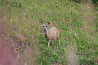 DSC_0072.jpg