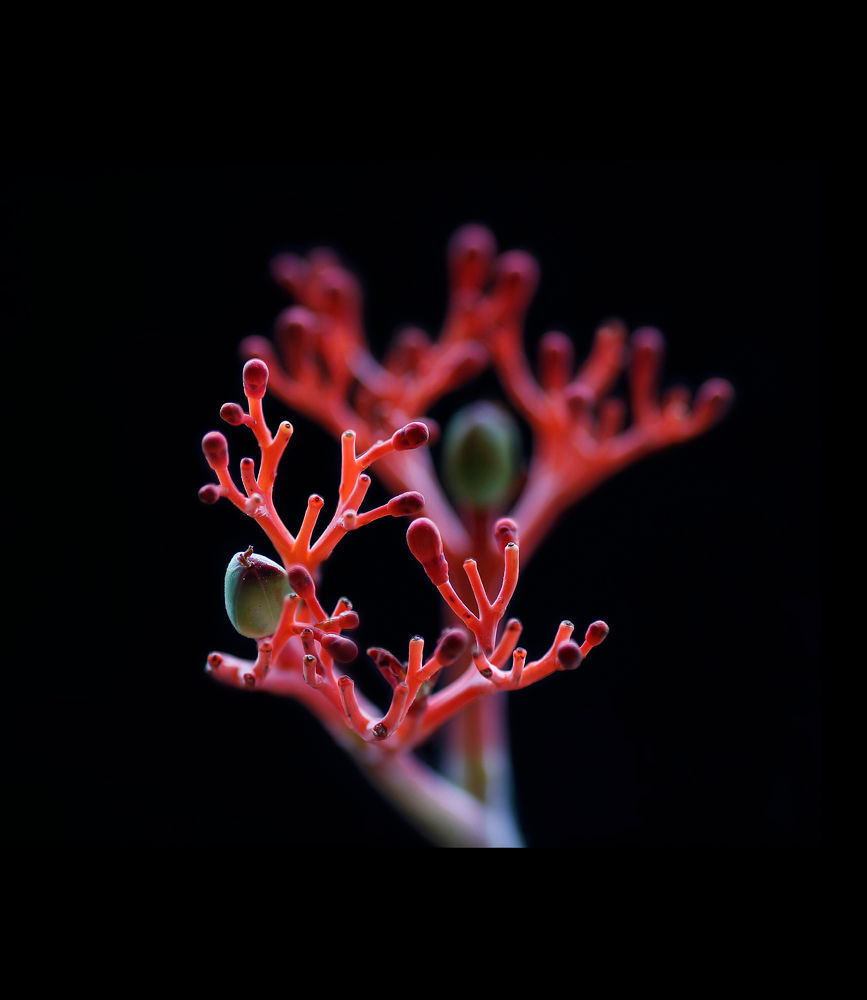 T-Tropische Pflanze3