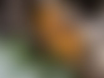 Frankincense Oil: The 'King' of Oils