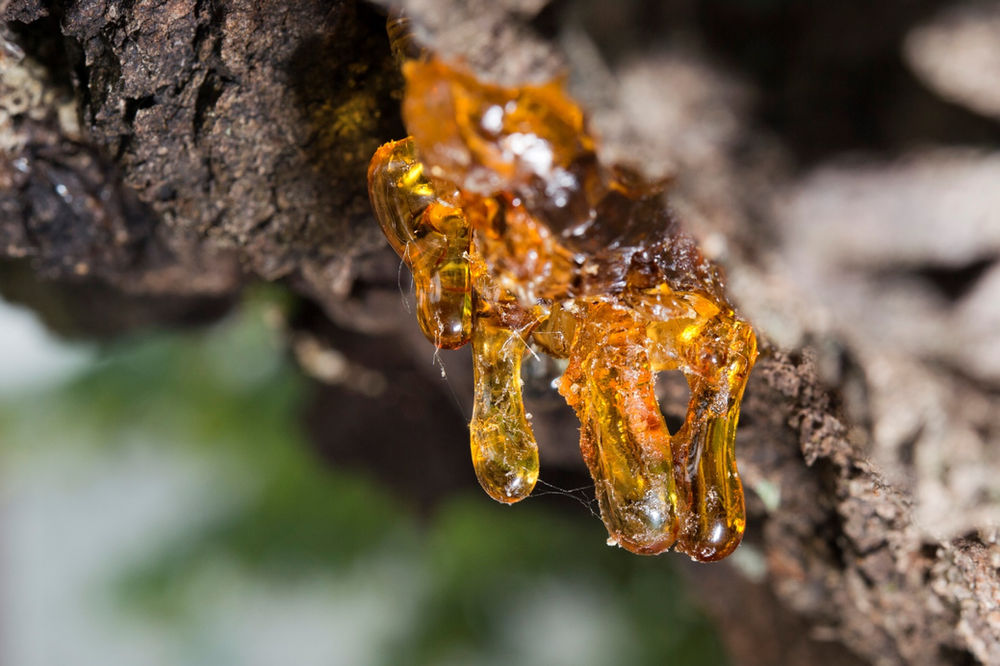Frankincense Oil The King Of Oils