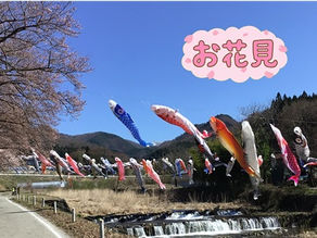 お花見②