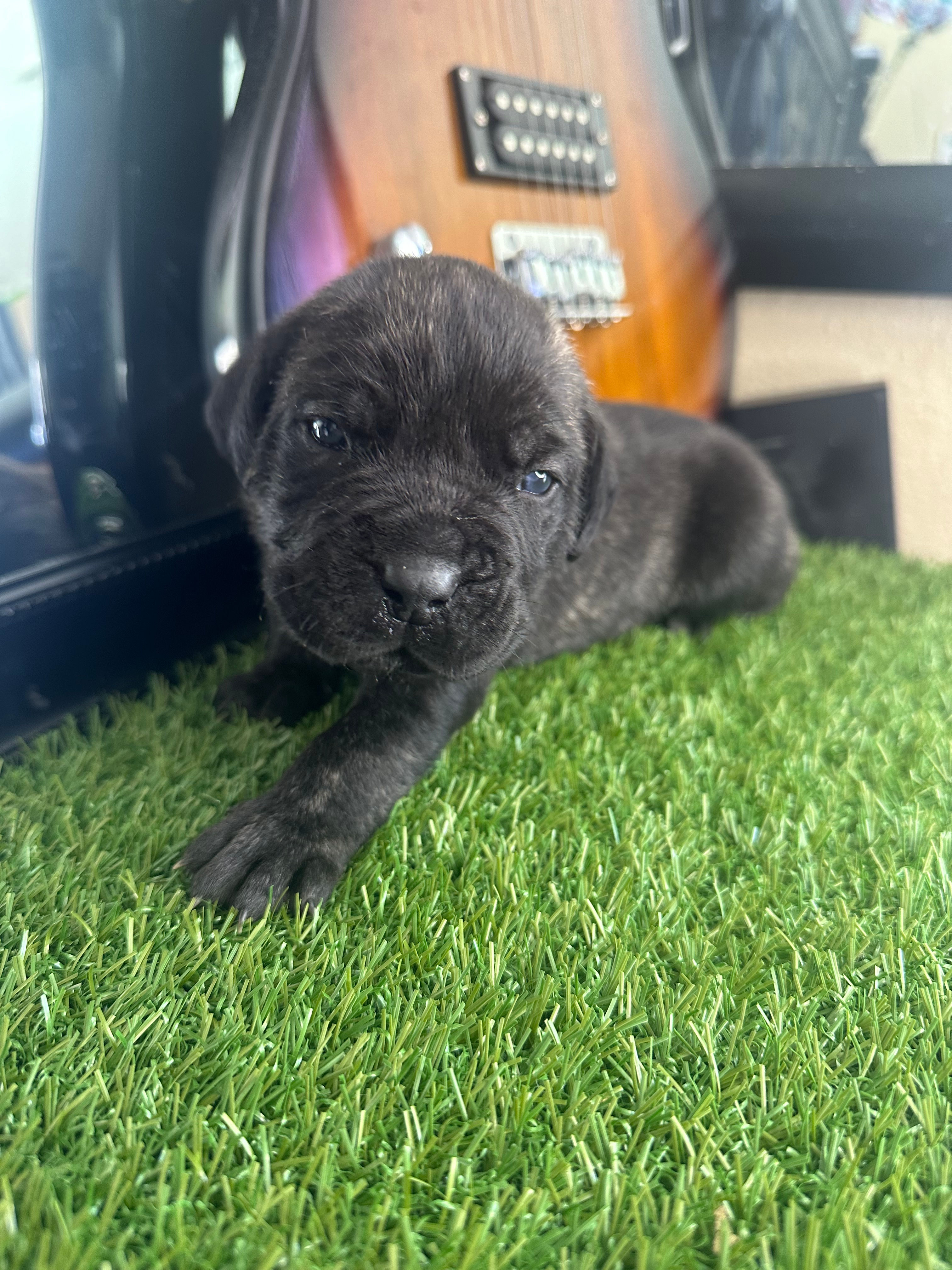 Baby Male Brindle Italian Mastiff (Cane Corso)