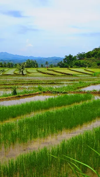 Rice terraces (2).webp
