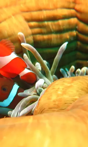 Clownfish in anemone
